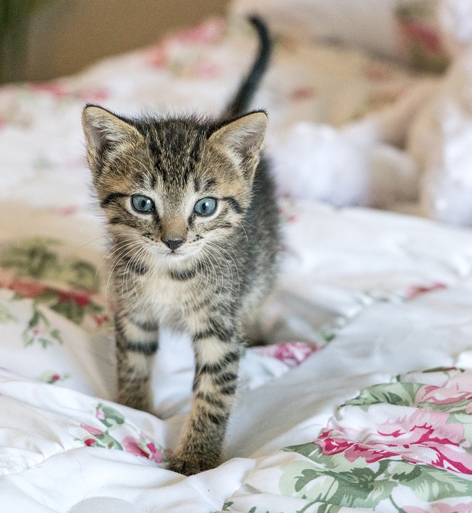 chaton a donner