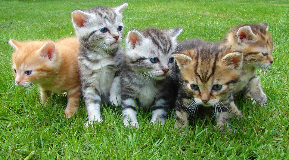 Donne chaton