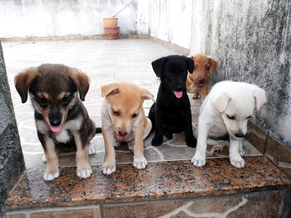 chiot à vendre