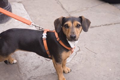 garde de chien