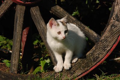 pension pour chat
