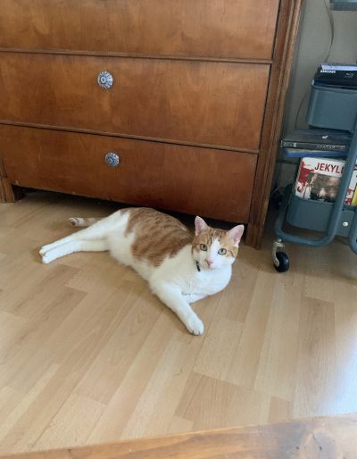 petsitter