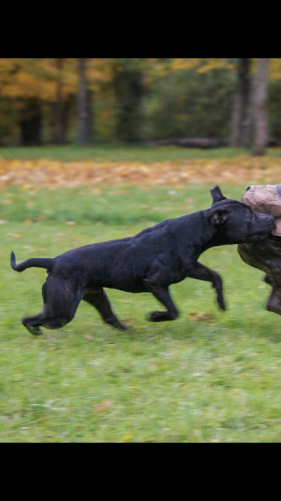 petsitter