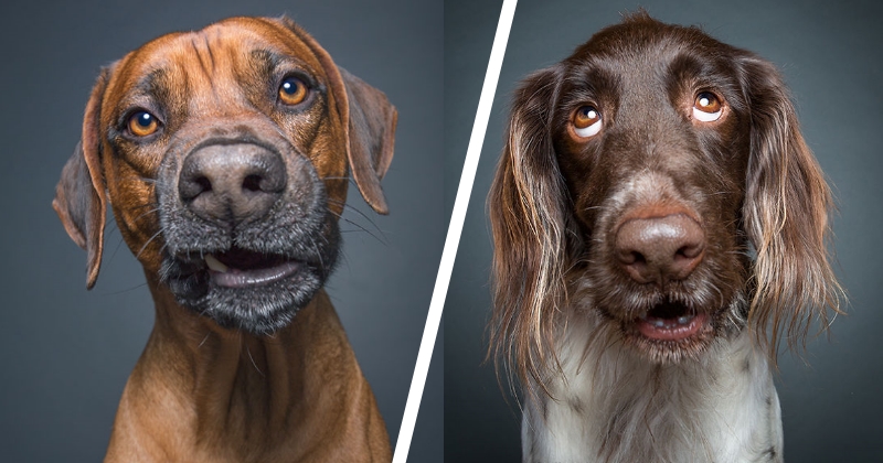 chien drole