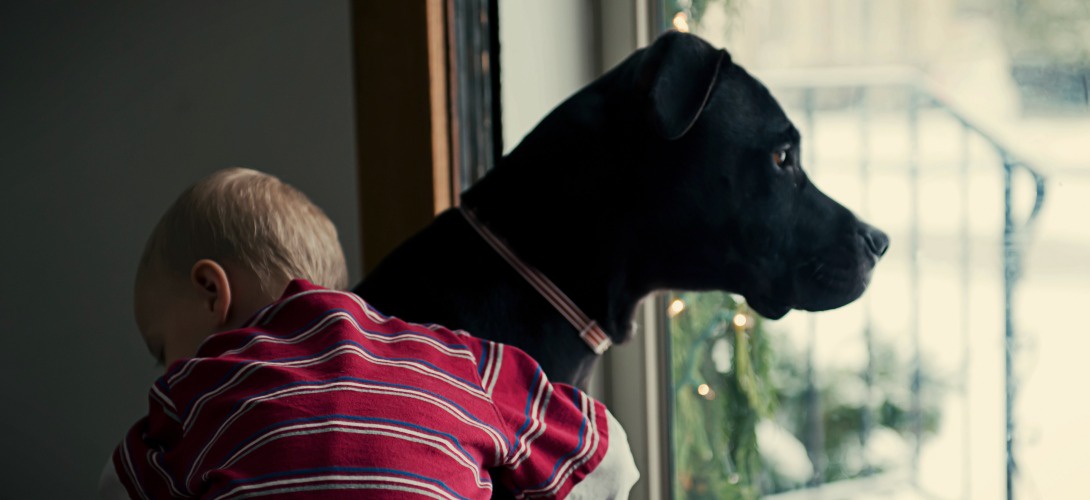 chien calin