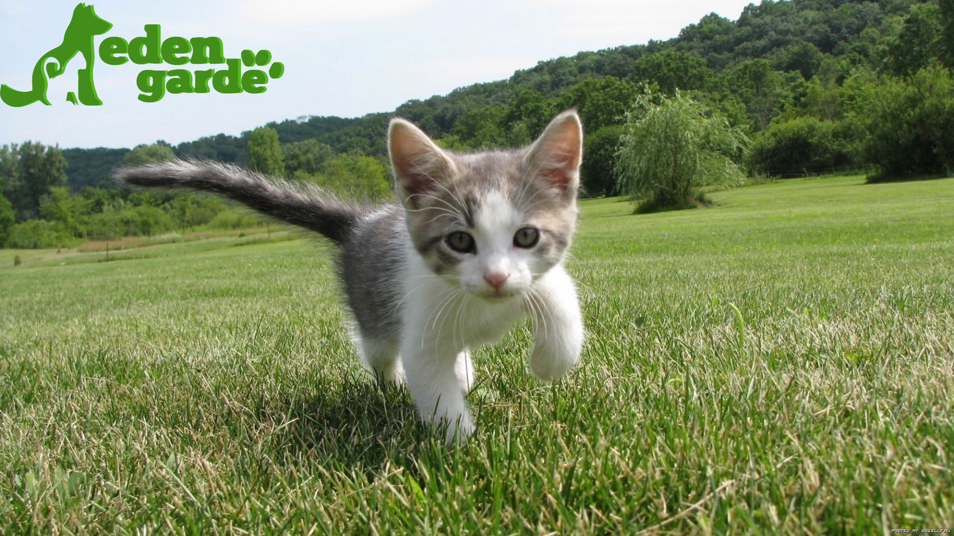 adopter un chaton