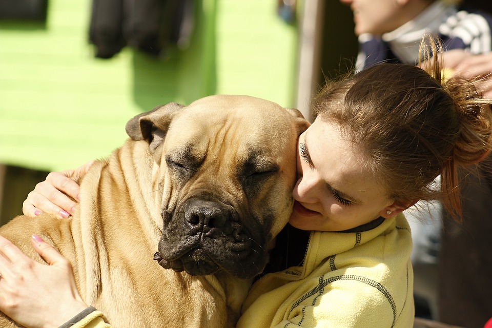 chien sauveteur