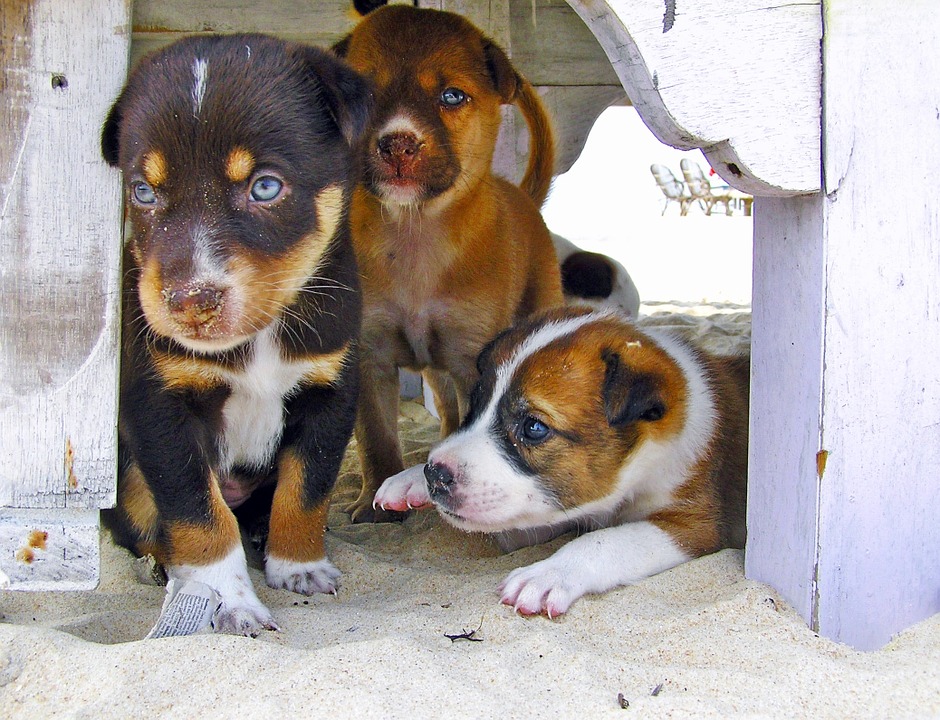 chiot-a-donner